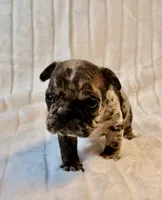 Granite, a male French Bulldog for sale in Graham, WA – 6 of 10