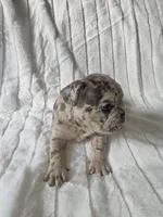 Tyson, a male French Bulldog for sale in Graham, WA – 5 of 9