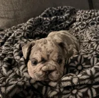 Gio, a male French Bulldog for sale in Graham, WA – 8 of 8