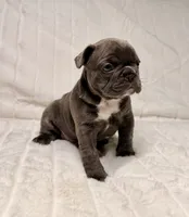 Lola, a female French Bulldog for sale in Graham, WA – 7 of 10