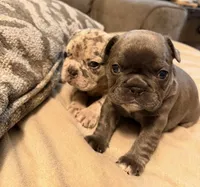 Lola, a female French Bulldog for sale in Graham, WA – 6 of 10