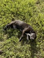 Luna, a female American Bully and Goldendoodle for sale in Tampa, FL – 3 of 3