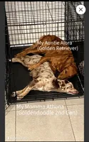 Ash, a male American Bully and Goldendoodle for sale in Tampa, FL – 4 of 7