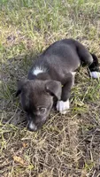 Luna, a female American Bully and Goldendoodle for sale in Tampa, FL – 4 of 5