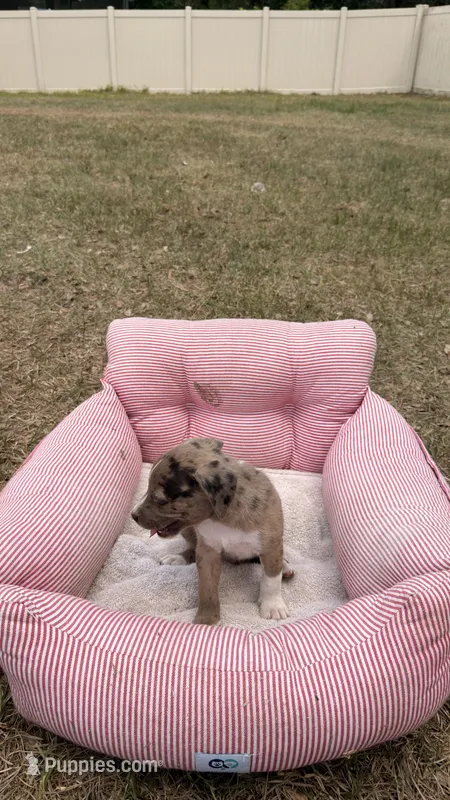 Jax – American Bully, Goldendoodle puppy for sale in Tampa, FL