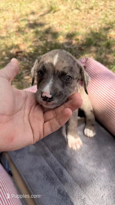 Bruno – American Bully, Goldendoodle puppy for sale in Tampa, FL