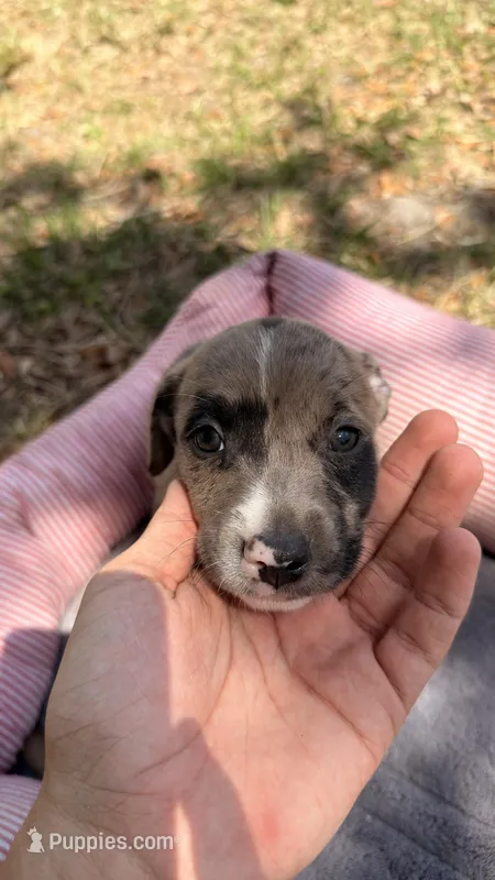 Finn – American Bully, Goldendoodle puppy for sale in Tampa, FL