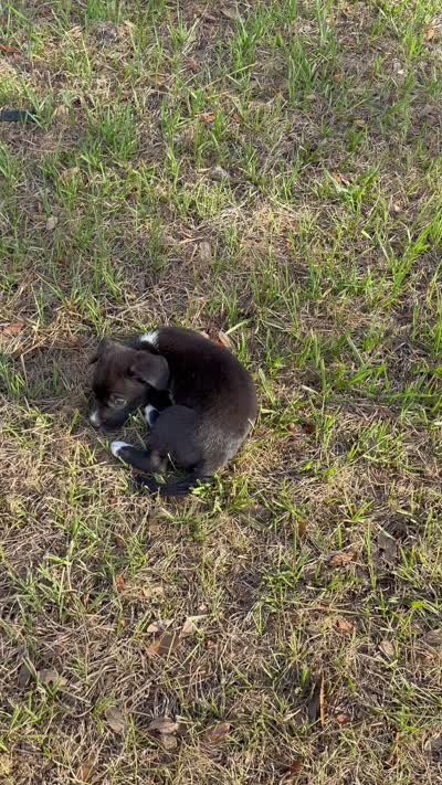Luna, a female American Bully and Goldendoodle for sale in Tampa, FL – 5 of 5