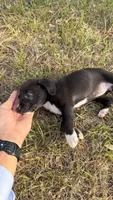 Luna, a female American Bully and Goldendoodle for sale in Tampa, FL – 3 of 5