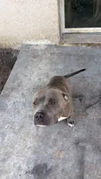 Luffy, a male American Bully for sale in Tampa, FL – 3 of 3