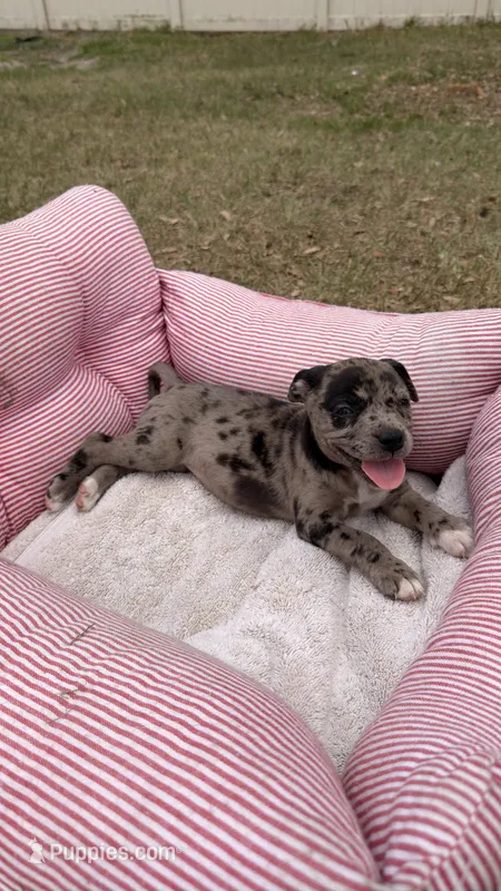 Ella – American Bully, Goldendoodle puppy for sale in Tampa, FL