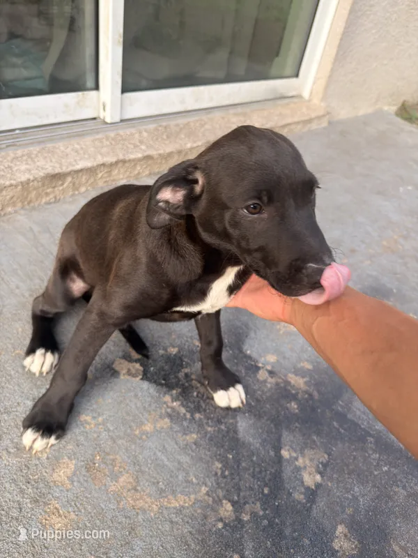 Ash – American Bully, Goldendoodle puppy for sale in Tampa, FL