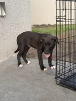 Ash, a male American Bully and Goldendoodle for sale in Tampa, FL – 5 of 7