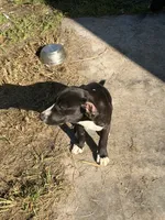 Rex, a male American Bully and Goldendoodle for sale in Tampa, FL – 3 of 4