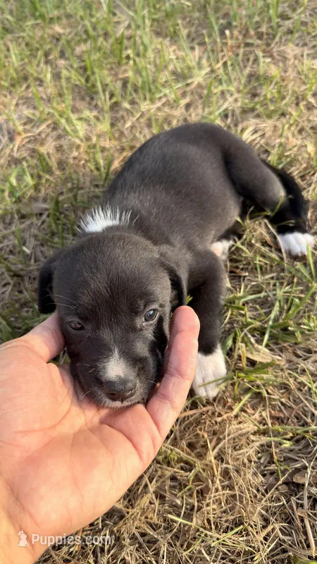 Luna – American Bully, Goldendoodle puppy for sale in Tampa, FL