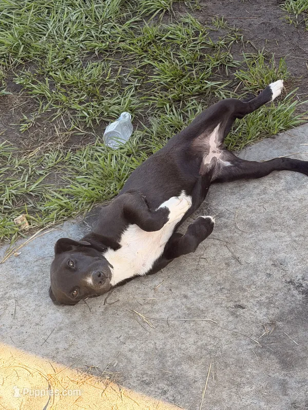 Luna – American Bully, Goldendoodle puppy for sale in Tampa, FL
