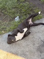 Luna, a female American Bully and Goldendoodle for sale in Tampa, FL – 1 of 3