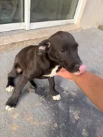 Ash, a male American Bully and Goldendoodle for sale in Tampa, FL – 4 of 4