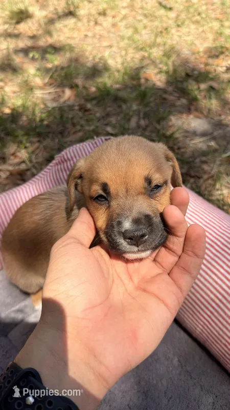 Brownie – American Bully, Goldendoodle puppy for sale in Tampa, FL