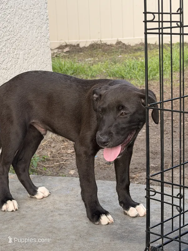 Ash – American Bully, Goldendoodle puppy for sale in Tampa, FL
