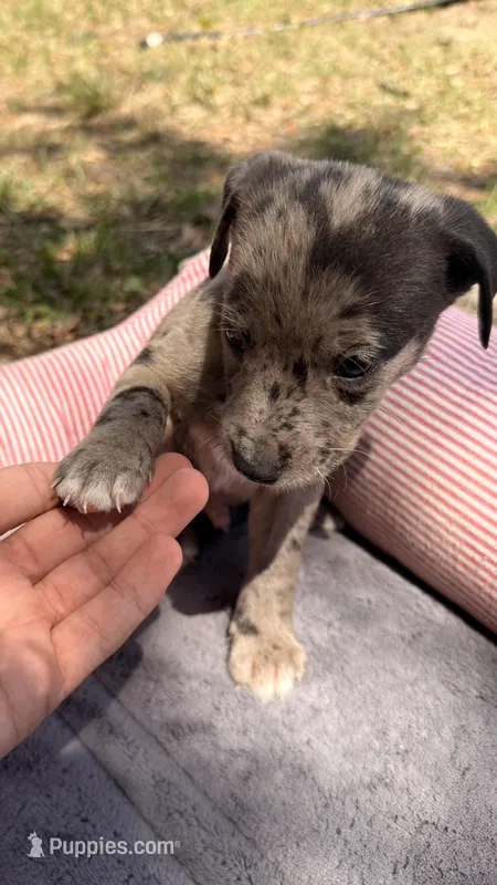 Orion – American Bully, Goldendoodle puppy for sale in Tampa, FL