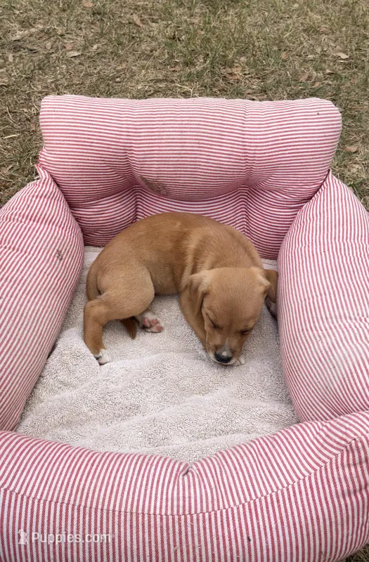 Blade – American Bully, Goldendoodle puppy for sale in Tampa, FL