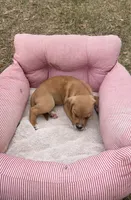 Blade, a male American Bully and Goldendoodle for sale in Tampa, FL – Photo 1 of 8