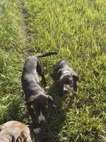 Rex, a male American Bully and Goldendoodle for sale in Tampa, FL – 4 of 4
