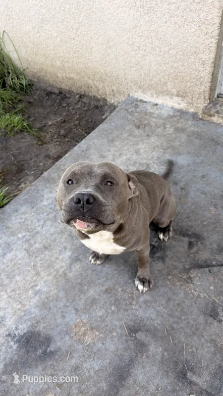 Luffy – American Bully puppy for sale in Tampa, FL