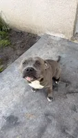 Luffy, a male American Bully for sale in Tampa, FL – 1 of 3