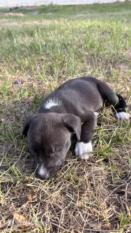 Luna – American Bully, Goldendoodle puppy for sale in Tampa, FL
