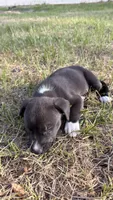 Luna, a female American Bully and Goldendoodle for sale in Tampa, FL – 1 of 5