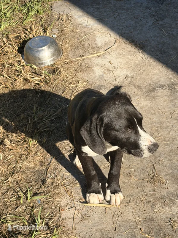 Rex – American Bully, Goldendoodle puppy for sale in Tampa, FL