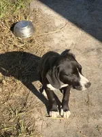 Rex, a male American Bully and Goldendoodle for sale in Tampa, FL – 1 of 4