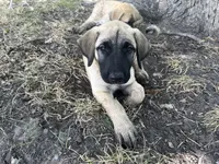 Ghost (Cyan Boy), a male Kangal Dog for sale in Frost, TX – 3 of 4