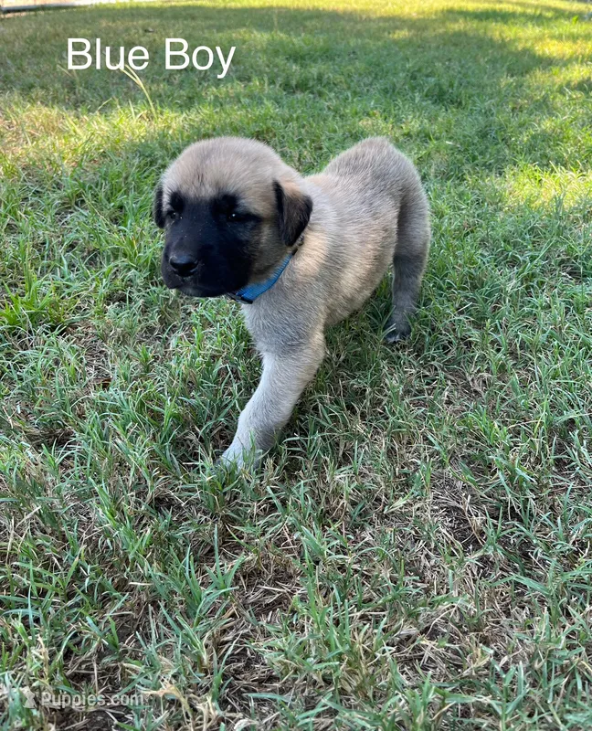 Blue Boy – Kangal Dog puppy for sale in Frost, TX