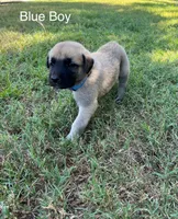 Blue Boy, a male Kangal Dog for sale in Frost, TX – 1 of 2