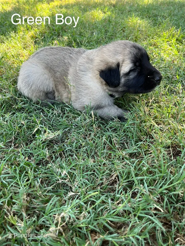Green Boy – Kangal Dog puppy for sale in Frost, TX