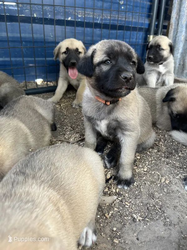 Orange Girl – Kangal Dog puppy for sale in Frost, TX