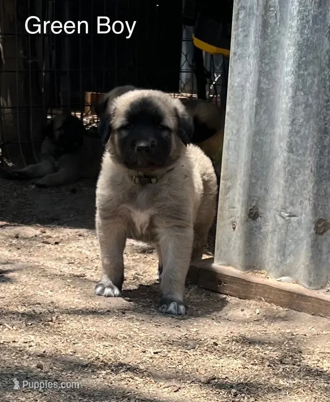Green Boy – Kangal Dog puppy for sale in Frost, TX