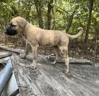 Pretty Boy (Black Boy), a male Kangal Dog for sale in Frost, TX – 2 of 4
