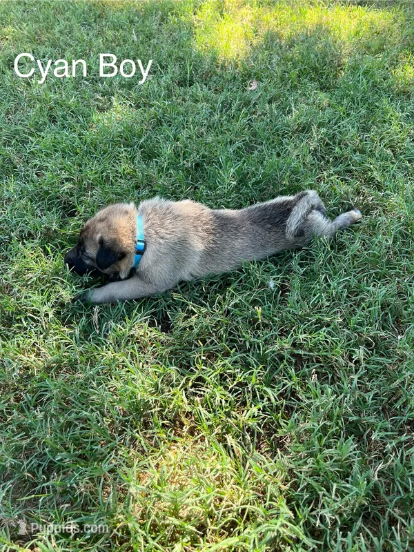Cyan Boy – Kangal Dog puppy for sale in Frost, TX