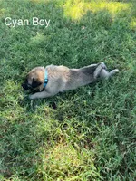 Cyan Boy, a male Kangal Dog for sale in Frost, TX – 1 of 2