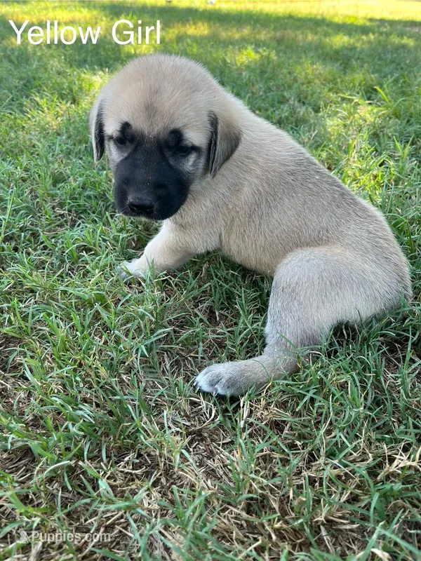 Yellow Girl – Kangal Dog puppy for sale in Frost, TX