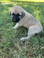 Yellow Girl, a female Kangal Dog for sale in Frost, TX – 1 of 2
