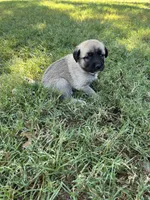 White Boy, a male Kangal Dog for sale in Frost, TX – 2 of 2