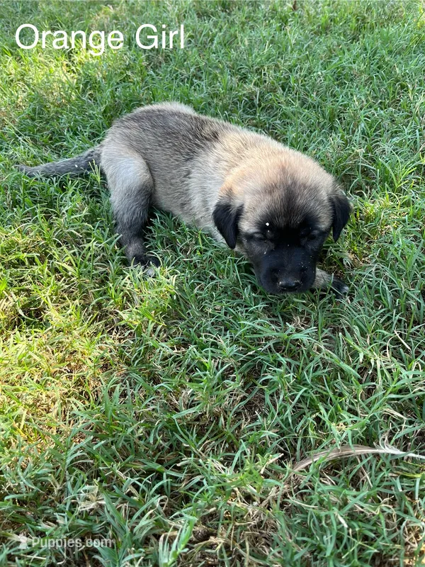 Orange Girl – Kangal Dog puppy for sale in Frost, TX