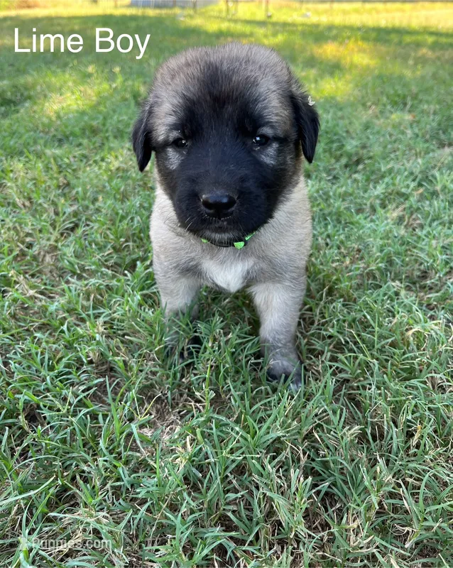 Lime Boy – Kangal Dog puppy for sale in Frost, TX