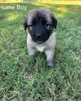 Lime Boy, a male Kangal Dog for sale in Frost, TX – 1 of 2