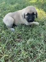 Yellow Girl, a female Kangal Dog for sale in Frost, TX – 2 of 2
